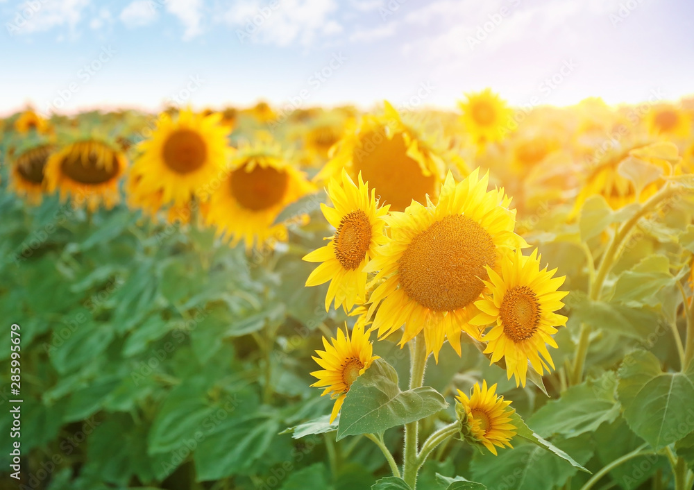 Beautiful sunflower field on summer day Beautiful sunflower field on summer day