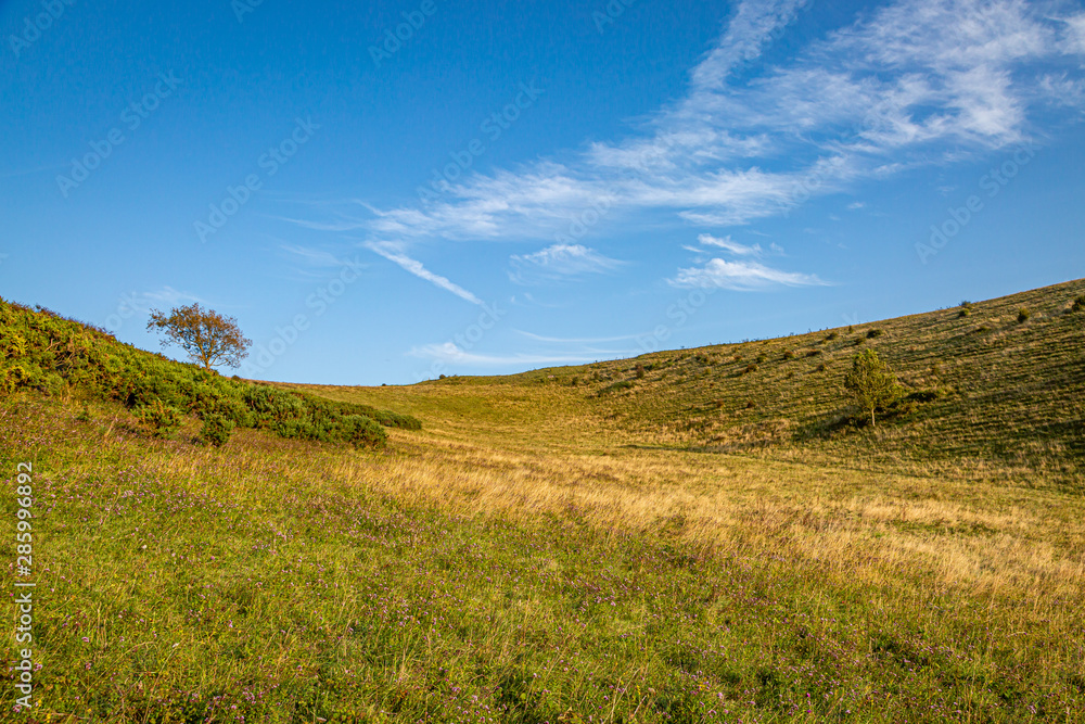A tree on the horizon, at Mount Caburn in Sussex on a summers day