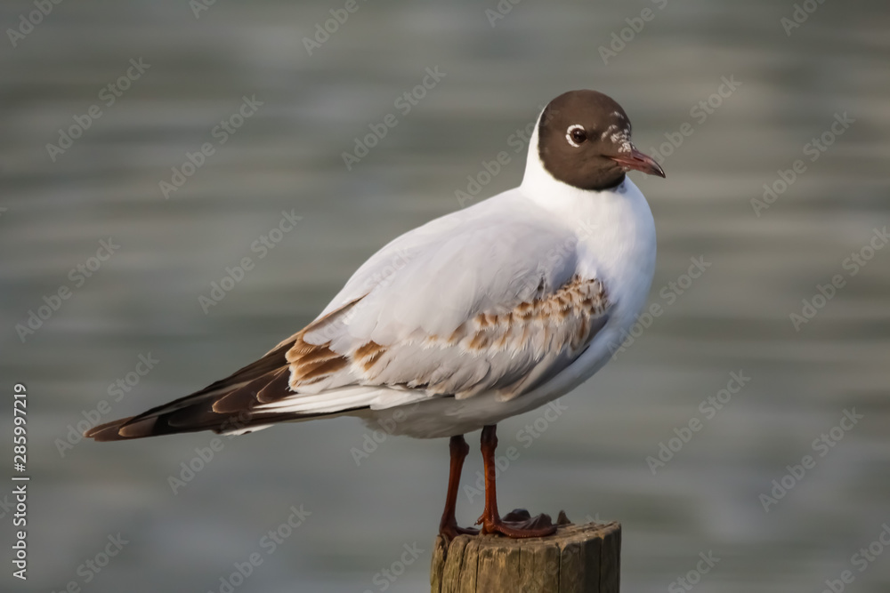Obraz premium gull