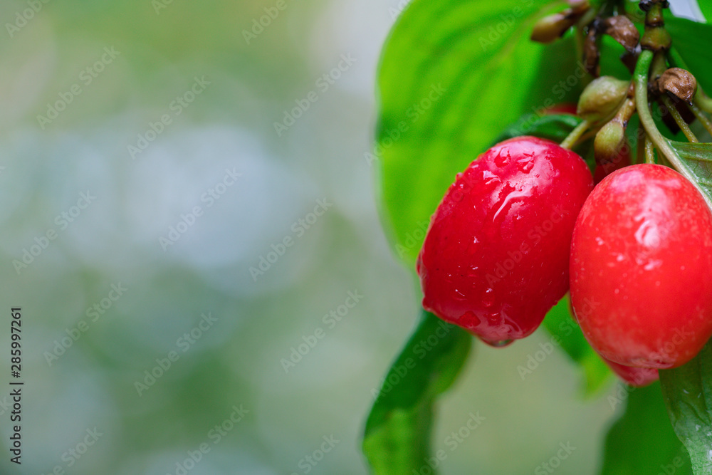 fresh cornelian cherry on banch with leaves fresh cornelian cherry on banch with leaves