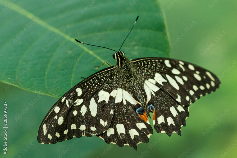 Fototapeta premium macro beautiful butterfly Papilio demoleus