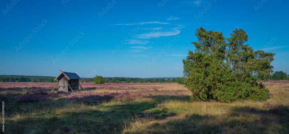 Natural sheep grazing landscape. Natural sheep grazing landscape.