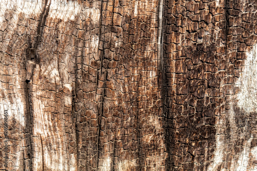 Obraz premium Old Weathered Brownish Cracked Wood Texture