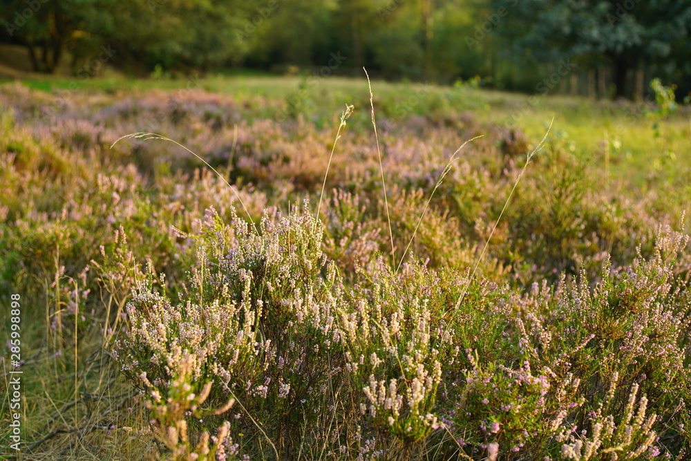 Obraz premium Heather landscape nature summer