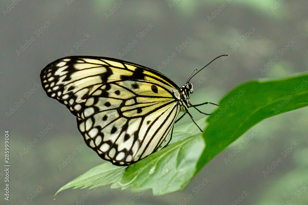 macro beautiful butterfly Idea leuconoe macro beautiful butterfly Idea leuconoe