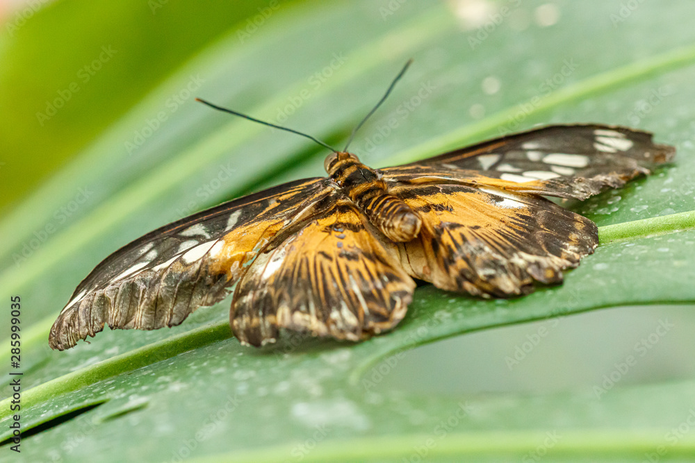 Obraz premium macro beautiful butterfly Parthenos sylvia