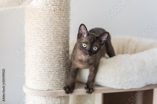 Tablou pe pânză Kitten climbing on a cat tree. Purebred Burmese brown color.