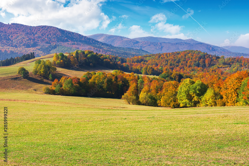 beautiful autumn mountain landscape. scenic view of a forest in fall foliage. grassy meadows and open vistas. wonderful countryside scenery on a sunny day