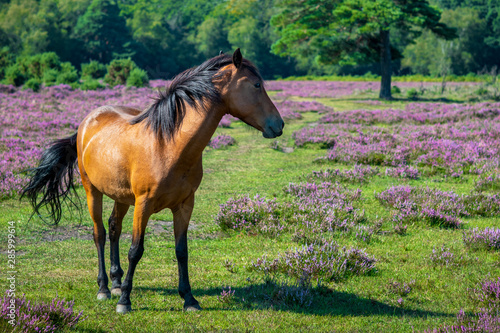 Foto chestnut horse from the new forest