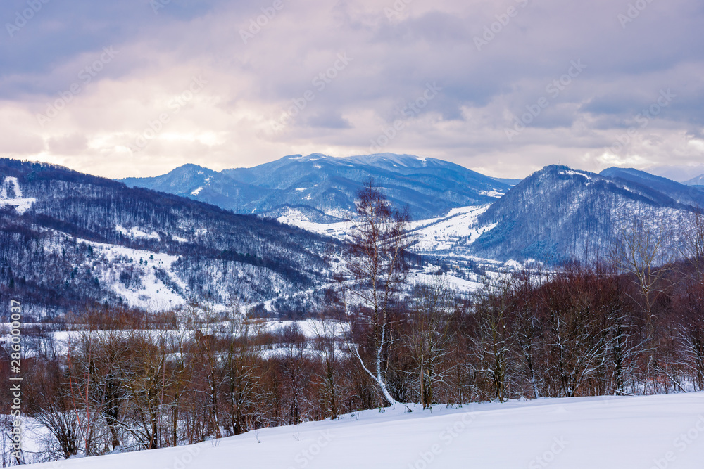 winter countryside in mountain. gloomy overcast weather. village in the distant valley. frozen leafless trees on the snow covered meadow