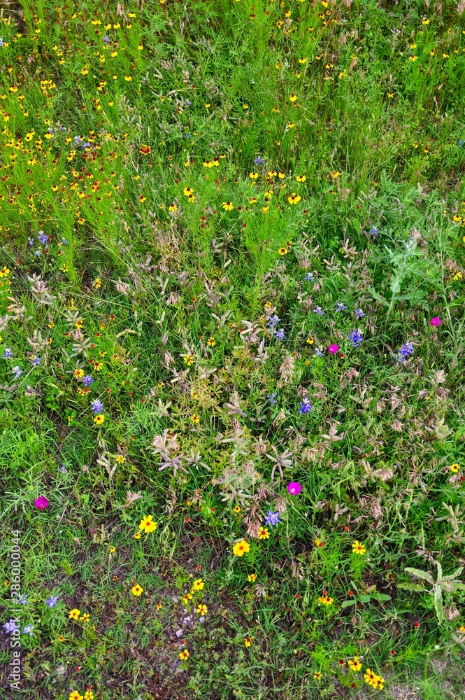 Wildflowers in Texas