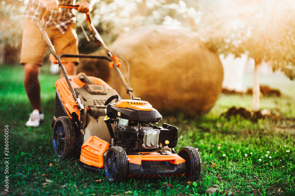 Fototapeta premium Professional gardener using lawnmower and cutting grass against direct sunset sunlight