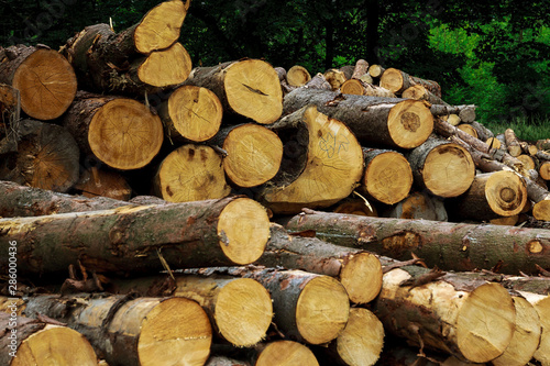 Log stacks along the forest road  Tatry 