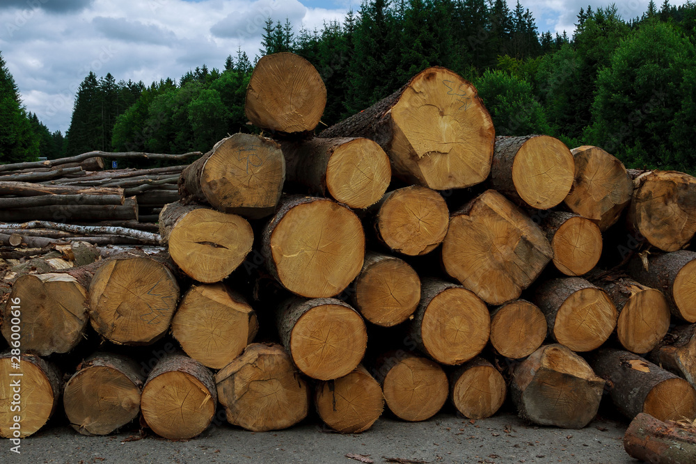 Log stacks along the forest road, Tatry, Log stacks along the forest road, Tatry,