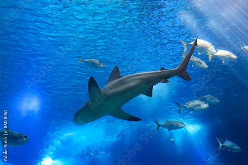 Shark swimming in ocean deep blue water. Underwater view