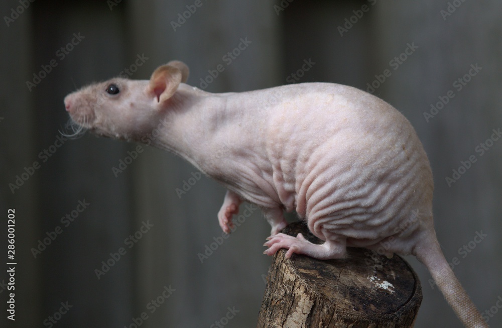 Obraz premium tame rat