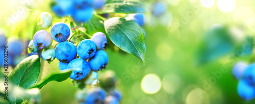 Blueberry plant. Fresh and ripe organic Blueberries growing in a garden. Healthy food. Agriculture. Wide screen