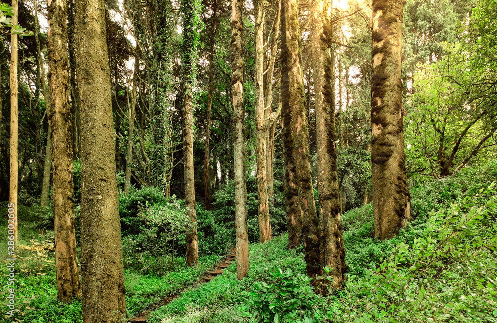 Beautiful forest with bright sun shining through the trees. Beautiful forest with bright sun shining through the trees.
