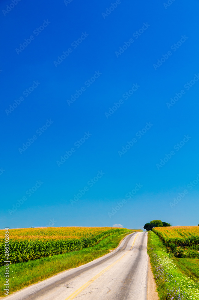 Obraz premium Rural road running between cornfields.