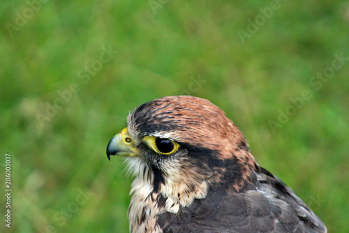 Hawk close up