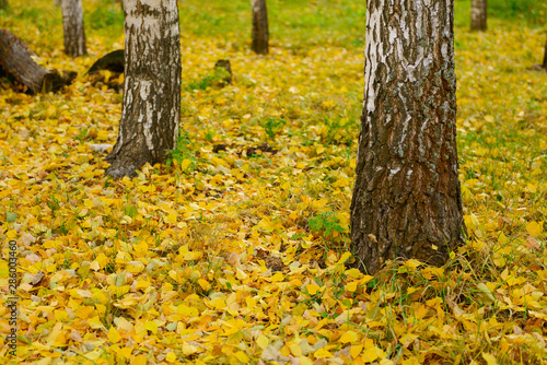 Fallen yellow leaves on green grass near birches