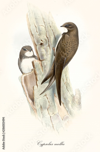 Couple of brown birds on a bark looking for a den. Old colorful and detailed isolated illustration of Alpine Swift (Tachymarptis melba). Graphic composition by John Gould publ. In London 1862 - 1873