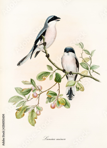 Couple of white and bluish birds on a single isolated branch rich of leaves and berries. Old colorful illustration of Lesser Grey Shrike (Lanius minor). By John Gould publ. In London 1862 - 1873 photo