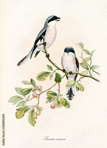 Couple of white and bluish birds on a single isolated branch rich of leaves and berries. Old colorful illustration of Lesser Grey Shrike (Lanius minor). By John Gould publ. In London 1862 - 1873