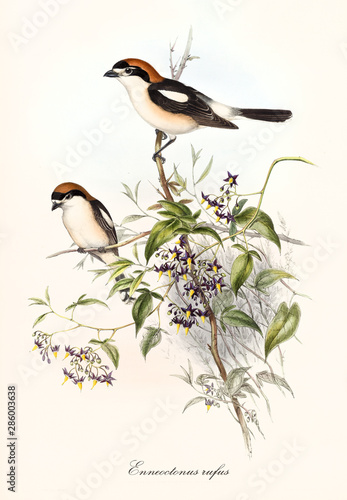 Two little cute birds watching all around standing on a single branch. Old botanical and detailed illustration of Woodchat Shrike (Lanius senator). By John Gould publ. In London 1862 - 1873