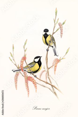 Foto Two little yellow and black cute birds on a single thin branch with buds and flowers
