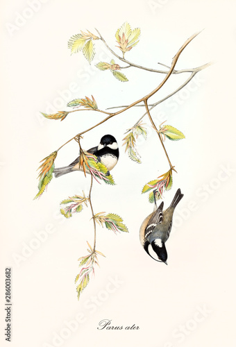 Two little cute birds on a botanical composition with a thin branch with leaves. Old colorful and detailed illustration of Coal Tit (Periparus ater). By John Gould publ. In London 1862 - 1873