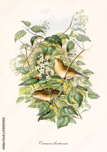 Two little cute happy birds in a botanic context rich of leaves and thin branches. Old detailed and colorful illustration of Garden Warbler (Sylvia borin). By John Gould publ. In London 1862 - 1873 photo