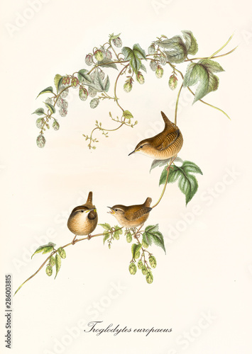 Obraz na płótnie Three little cute rounded birds singing on a single isolated thin branch