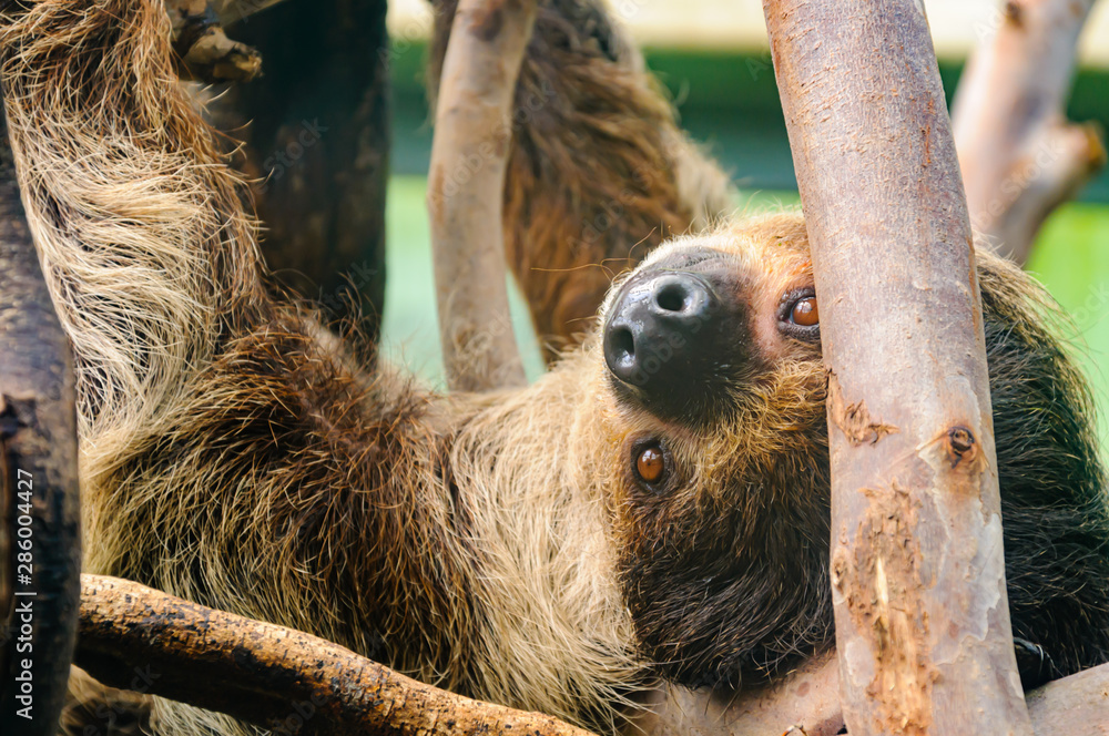 Fototapeta premium Three toed sloth hanging upside down from some branches.