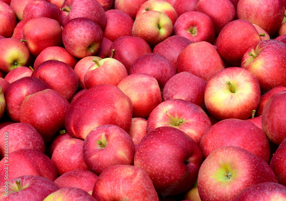 Viele rote reife Äpfel - Apfelernte - Erntezeit in Südtirol Viele rote reife Äpfel - Apfelernte - Erntezeit in Südtirol