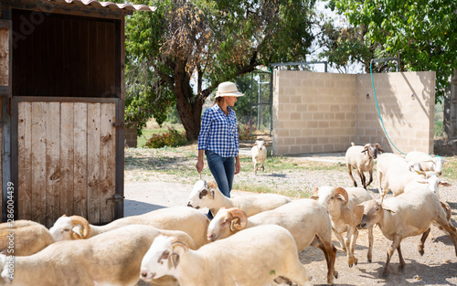Fotografie, Obraz Woman shepherding herd of sheeps