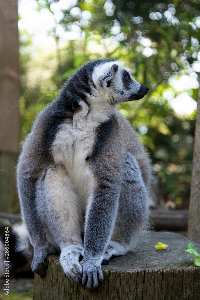 Fototapeta premium Close up Lemur monkey at the zoo, summer day. Cute extic animals.