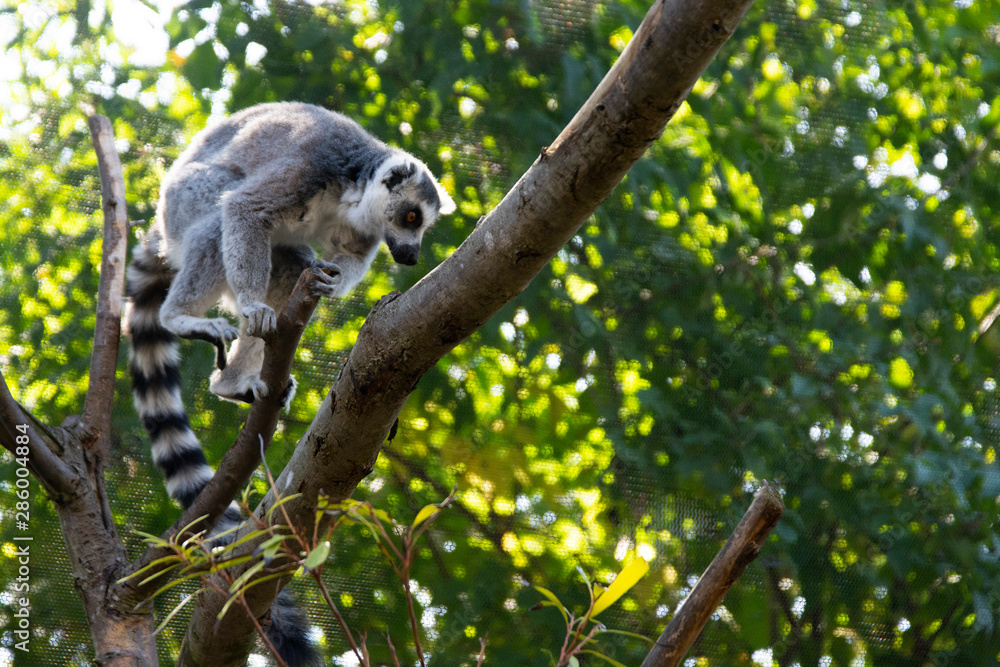 Close up Lemur monkey at the zoo, summer day. Cute extic animals. Close up Lemur monkey at the zoo, summer day. Cute extic animals.