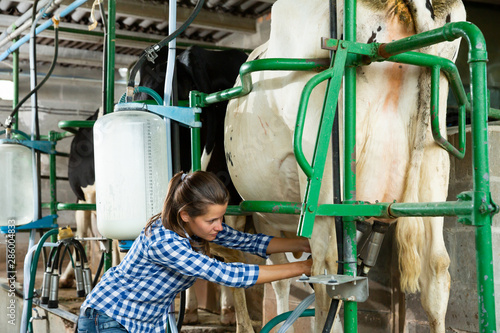Fototapeta Young milker operating machine milking in livestock barn