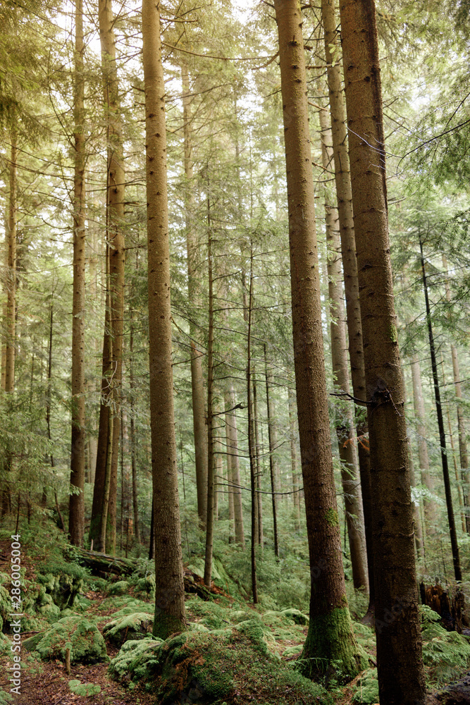 Obraz premium Moss in pine forest