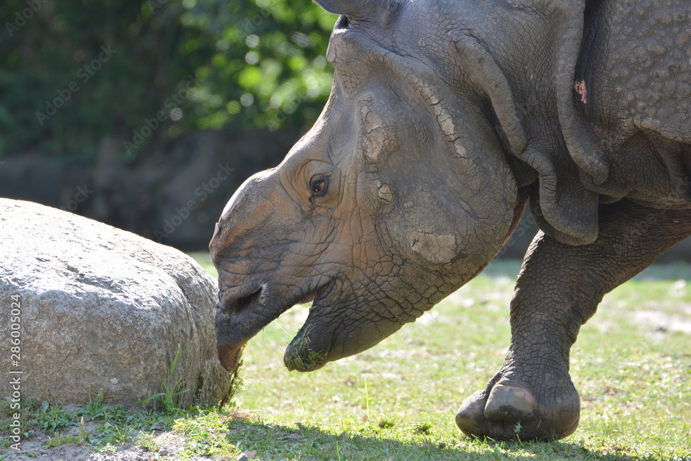 Fototapeta premium Nashorn