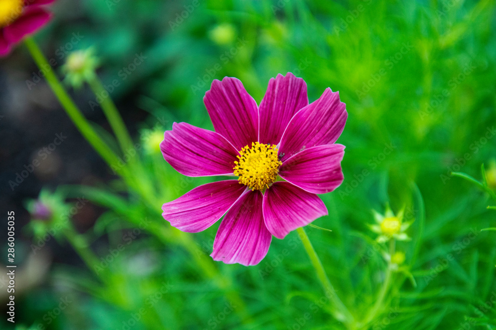 Pink flowers of chamomile, garden flower in green garden. Summer background. Pink flowers of chamomile, garden flower in green garden. Summer background.
