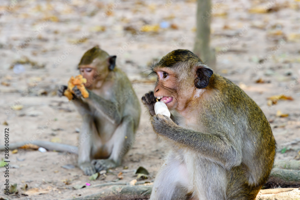 Naklejka premium Macquaqe monkey eats an ice-cream which it was given by a tourist, Siem Reap, Cambodia