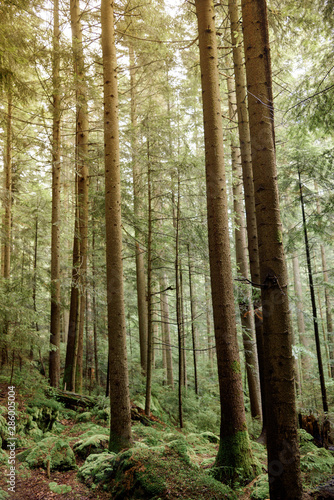 Moss in pine forest