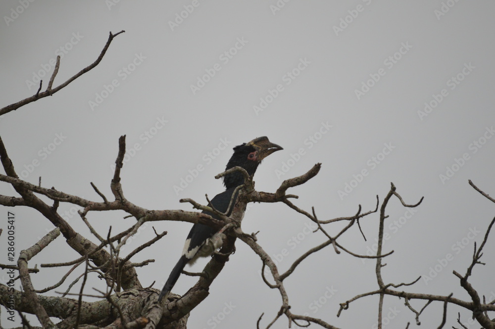 Isolated Trumpeter hornbill perched on a tree in Umkhuze game reserve South Africa Isolated Trumpeter hornbill perched on a tree in Umkhuze game reserve South Africa