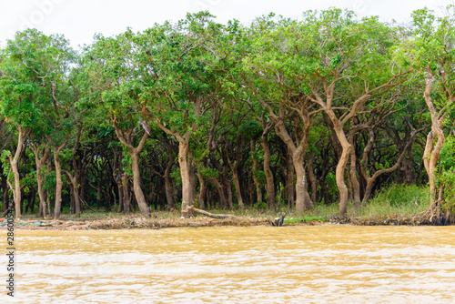 Jungle trees on the bank of the Siem Reap river, Cambodia. photo