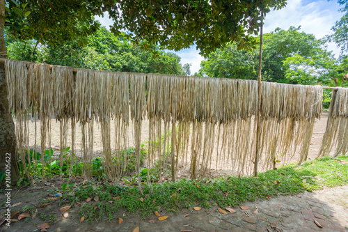 Bangladesh – August 06, 2019: Jute fiber are kept hang on for sun drying at Madhabdi, Narsingdi, Bangladesh.