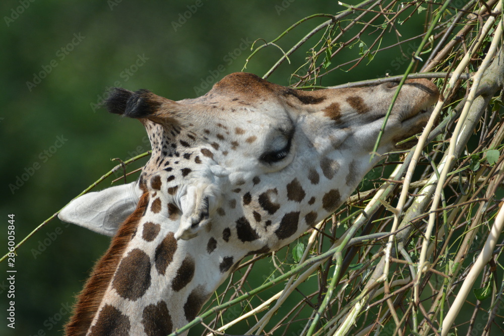 Naklejka premium Giraffe