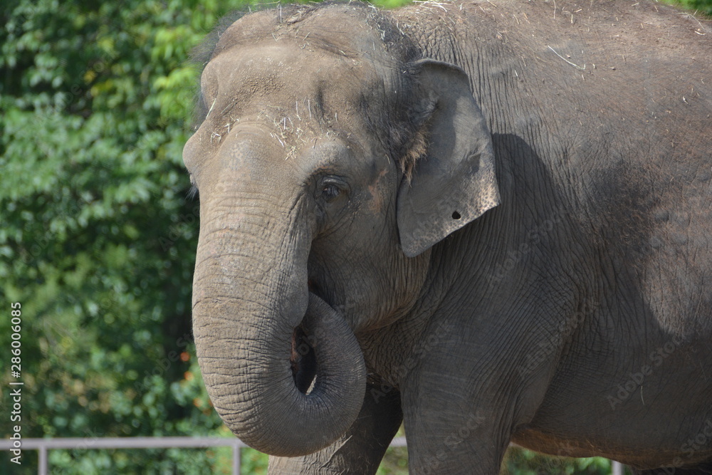 Elefant Elefant