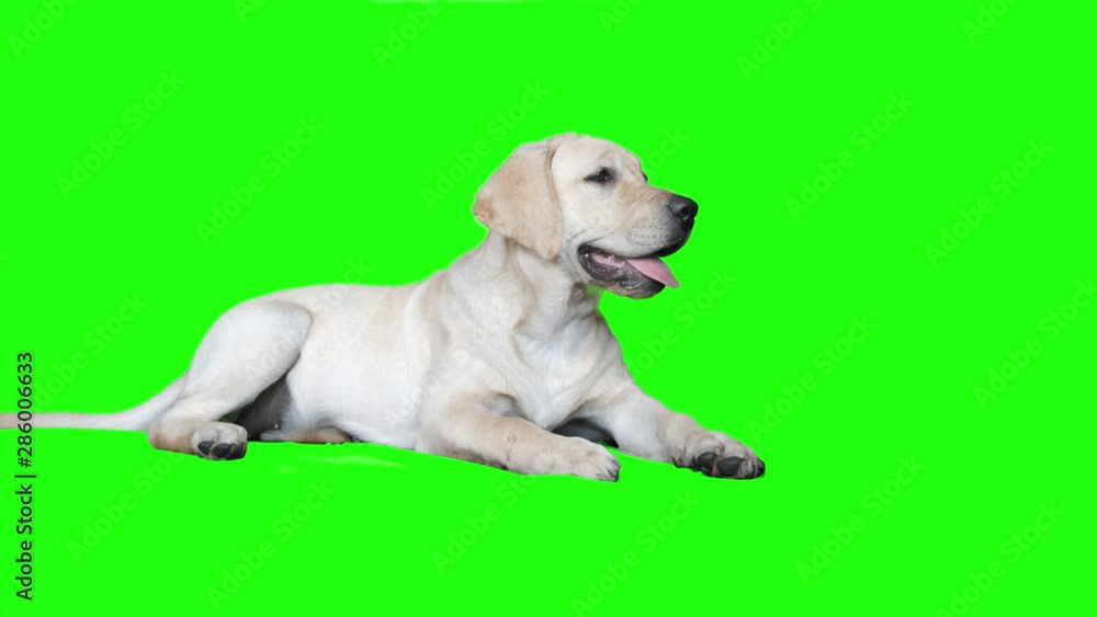 Beautiful portrait of a labrador puppy on a green screen. Labrador retriever lies and looks at the owner. The puppy is 5 months old. Professional shot with high dynamic range. Beautiful portrait of a labrador puppy on a green screen. Labrador retriever lies and looks at the owner. The puppy is 5 months old. Professional shot with high dynamic range.